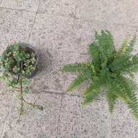 گلهای طبیعی|گل و گیاه طبیعی|اندیمشک, |دیوار