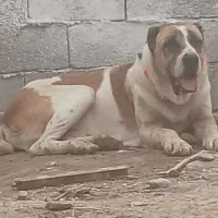 سگ آلابای جوان دهن پاک