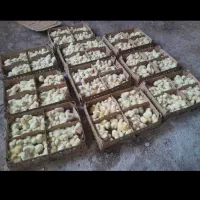 جوجه یک روزه گوشتی راس 308