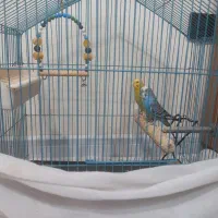 ۱ جفت مرغ عشق مولد|پرنده|تهران, صادقیه|دیوار