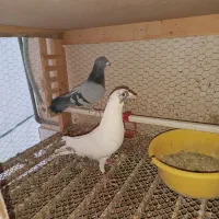 کفتر کاریر و زاجر