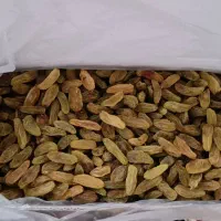 فروش خشکبار بصورت کلی و جزئی ارسال از کاشمر|خوردنی و آشامیدنی|مشهد, کوی سیدی|دیوار