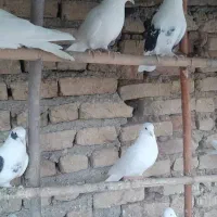کبوتر سفید مهر،سفید خال دار