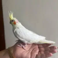 عروس هلندی لوتینو