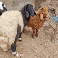 دوعدد بره نر و ماده درجه یک|حیوانات مزرعه|اهواز, منازل کارون|دیوار