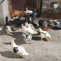 مرغ و خروس گلین