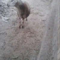 گوسفند