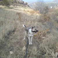 سگ جوان معاوضه