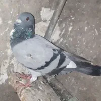 کبوتر خوبه کبوترا خوبن بار و فروش