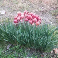 باغ مهارلو|فروش دفتر صنعتی، کشاورزی، تجاری|کوهنجان, |دیوار