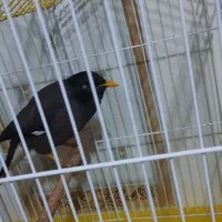 مرغ مینا سخنگو