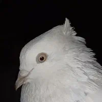 کله کبوتر|پرنده|چگنی, |دیوار