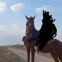 اسب مادیان|اسب و تجهیزات اسبسواری|معصومیه, |دیوار