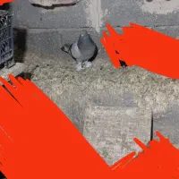 کبوتر ترکیه ماده