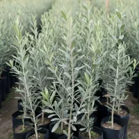 نهال پرکیفیت و تجاری|خدمات باغبانی و درختکاری|خلخال, |دیوار