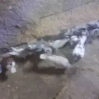 چاشنی بازی یک سرشال تضمینی