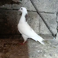 کبوتر پرشی|پرنده|پارسآباد, |دیوار