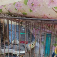 سه تا عروس هلندی