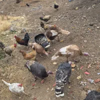 بوقلمون و خروس