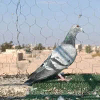 تعداد آلمانی و کرمانی|پرنده|بیرجند, |دیوار