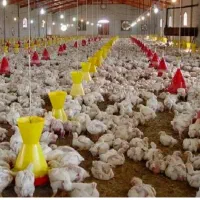 جوجه گوشتی راس ۳۰۸ درجه ۱ شرط وزن گیری و ضمانت