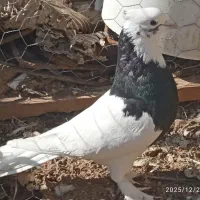 کبوتر|پرنده|داراب, |دیوار