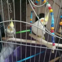 نرآوازخوان ابلغ مولد