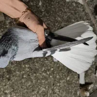 کبوتر کفتر سبز دم سفید|پرنده|تهران, شهرک آزادی|دیوار