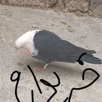 کبوتر ماده مشهدی گم شده