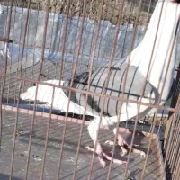 کفتر کبوترشهری  عتیقه نر پشتی سبز|پرنده|شیراز, جوادیه|دیوار