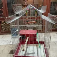 قفس