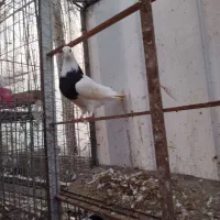 طوقی مشکی نر|پرنده|خرم‌آباد (تنکابن), |دیوار