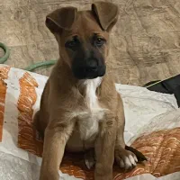 سگ پیت بول|سگ|ماکو, |دیوار