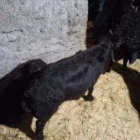 گوسفند قره قزل بره نر|حیوانات مزرعه|اسدآباد, |دیوار