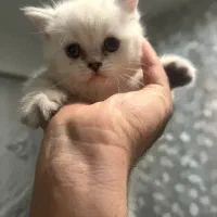 گربه اسکاتیش بریتیش