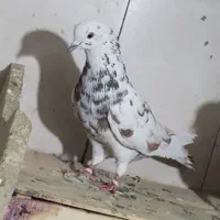 کبوتر تهرانی