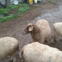 گوسفند رومانوف  حامله از نر رومن|حیوانات مزرعه|لاهیجان, بازکیاگوراب|دیوار