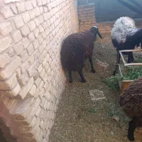 بره اصیل شال