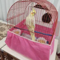 یک جفت عروس هلندی کاملا سالم و تخم گذار|پرنده|پارس‌آباد, |دیوار