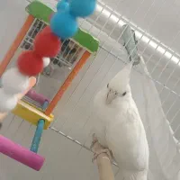 عروس هلندی|پرنده|تربت‌حیدریه, قائم|دیوار