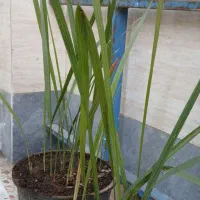 نهال نخل برحی|گل و گیاه طبیعی|اهواز, حصیرآباد|دیوار