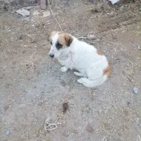 سگ پاکوتاه نرمفت|سگ|بیرجند, |دیوار