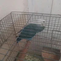 یک جفت کوتوله برزیلی|پرنده|شیراز, کوشک میدان|دیوار