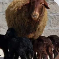 گوسفند وقوچ وبره قوچ همو وهترو|حیوانات مزرعه|تبریز, |دیوار