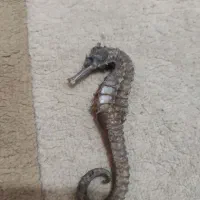 اسب آبی دکور