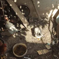 مرغ حرس با قیمت مناسب|حیوانات مزرعه|قم, قم نو|دیوار