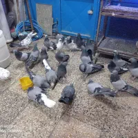 کبوتر پر همه رنگ درجه یک|پرنده|شهرکرد, |دیوار