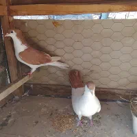 کبوتر کفتر