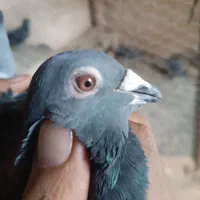 کبوتر پلاکی|پرنده|چگنی, |دیوار