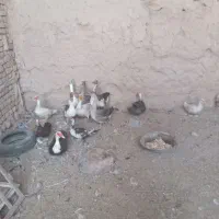 ۶ تا غاز نر وماده ۵ اردک اسرائیلی گوشتی و تخم گذار